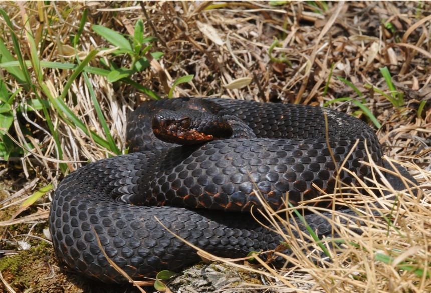 Vipera infernalis?!
